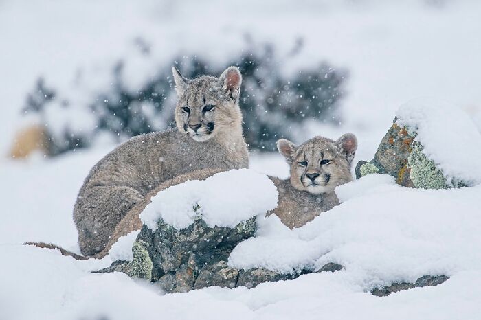 Two young mountain lions resting on snowy rocks in a wildlife scene captured by Jürgen Schulmeister.
