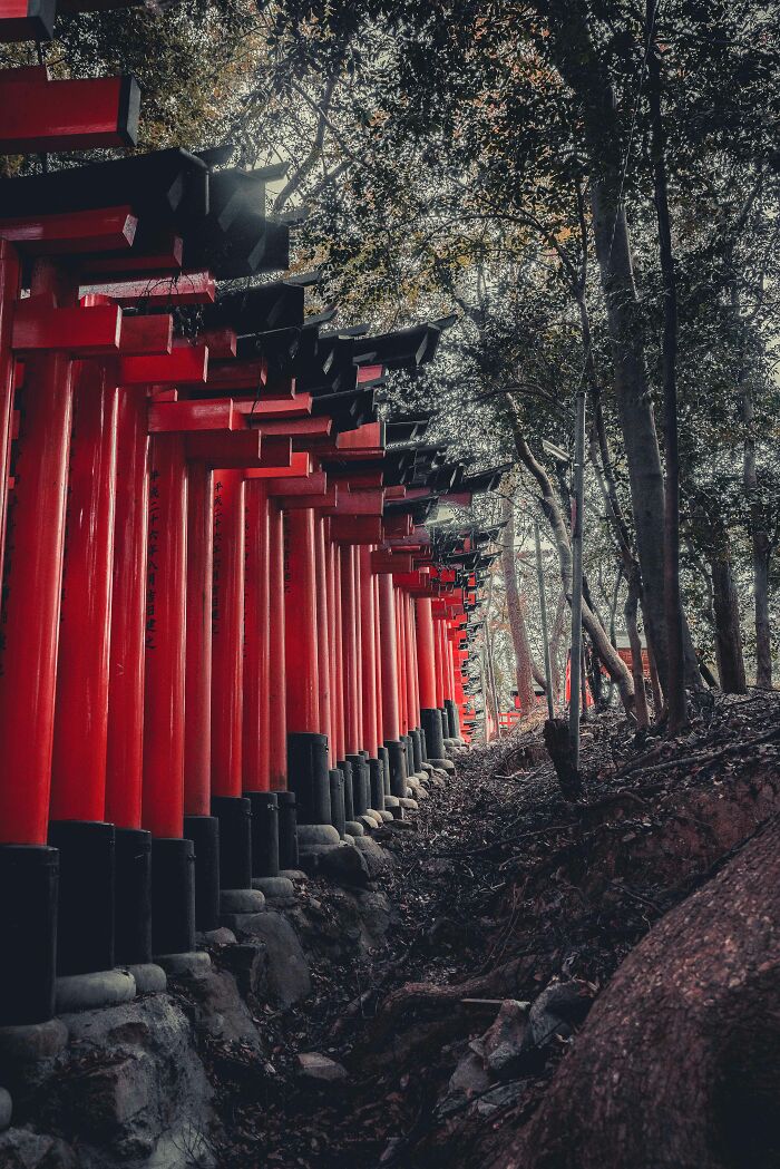 Red torii gates in a forest setting with sunlight filtering through trees, a breathtaking travel photo from the community.