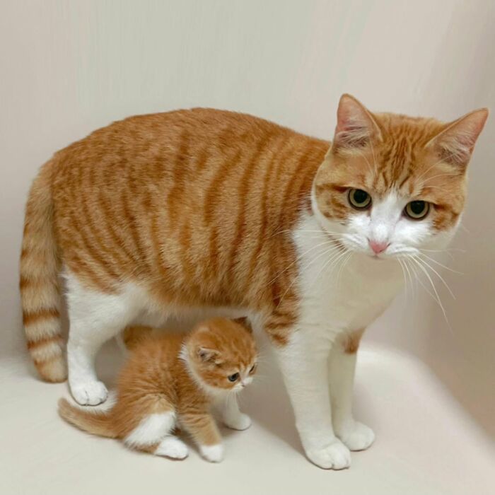 Adorable pet pics of a ginger cat and kitten showing a heartwarming moment between mother and baby cat.