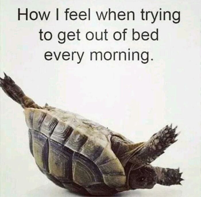 Turtle lying on its back with text about struggling to get out of bed, a funny work meme concept.