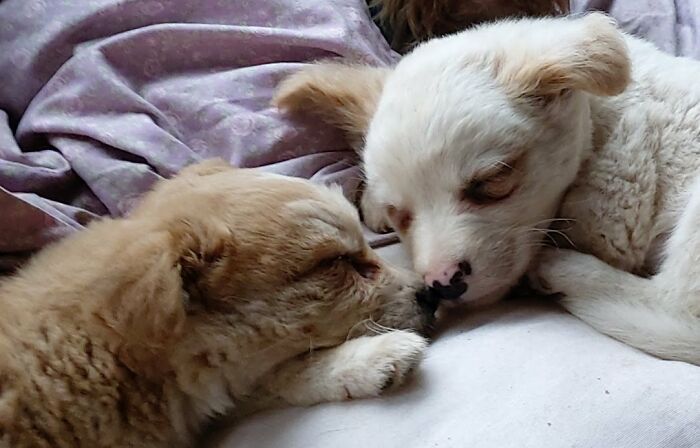 Two homeless puppies resting closely together in a cozy home shelter turned into a sanctuary for dogs