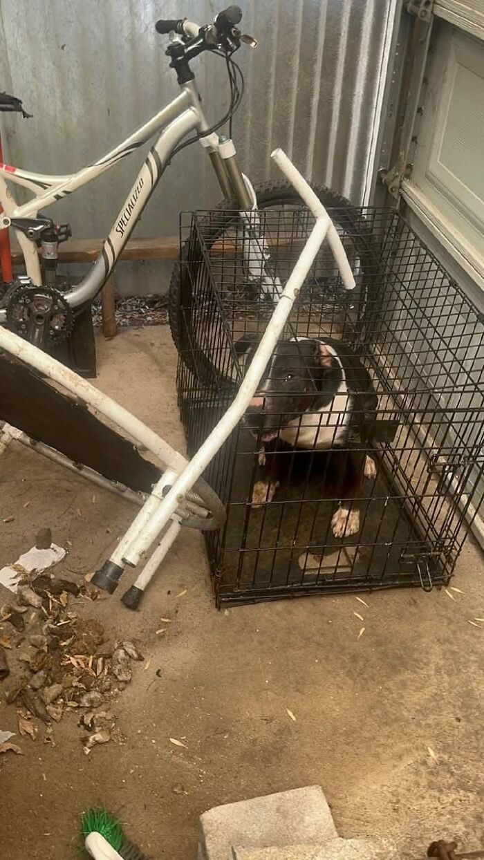 Oreo&rsquo;s Rescue Journey Shows The Heart Of Famous Fido Rescue