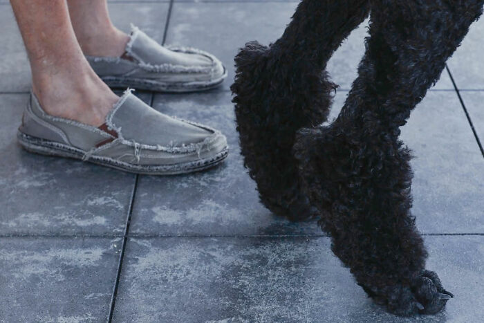 Worn shoes on a person standing next to a black dog’s curly legs on a textured pavement in candid street photo style