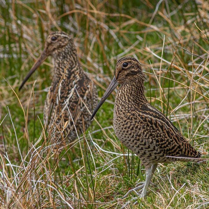 Two camouflaged birds with long beaks in grassland, showcasing breathtaking wildlife photography by Jürgen Schulmeister.