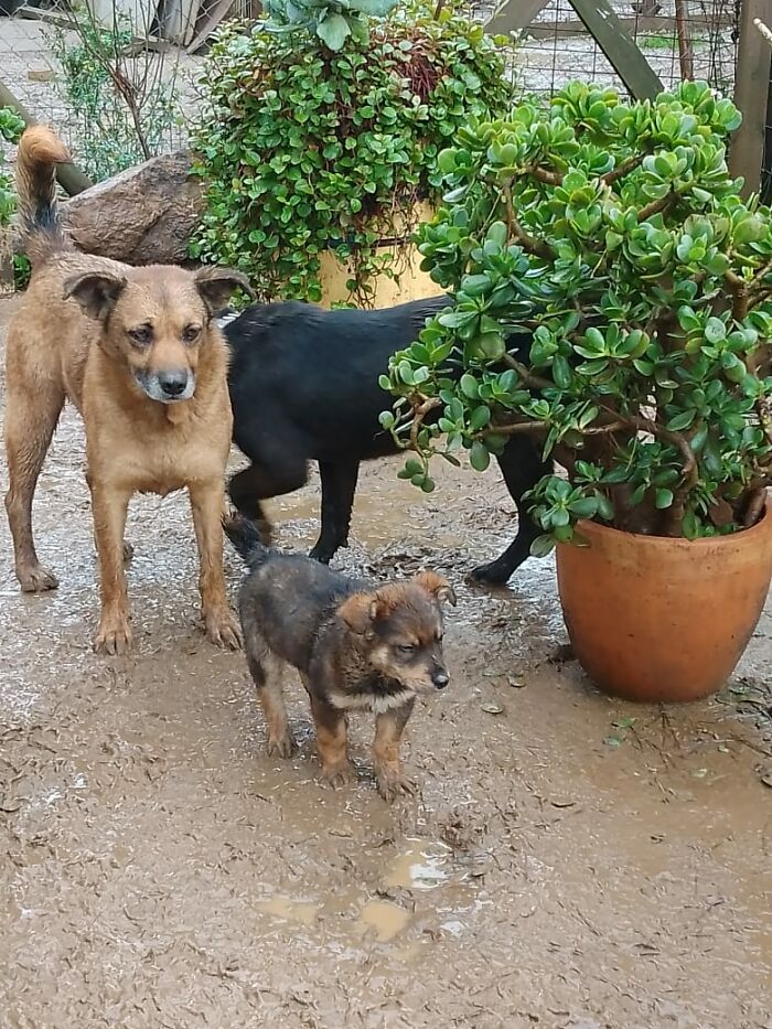 Three dogs standing on muddy ground near green potted plants in a sanctuary for homeless dogs outdoors.