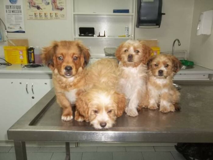 Four small homeless dogs on a metal table inside a vet clinic, part of a sanctuary for nearly 200 homeless dogs.