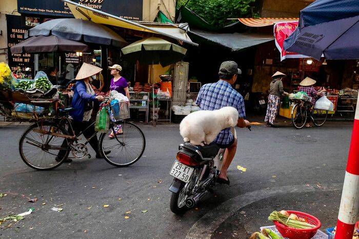 Man riding motorbike with a fluffy dog on back in busy street scene captured by street photographer