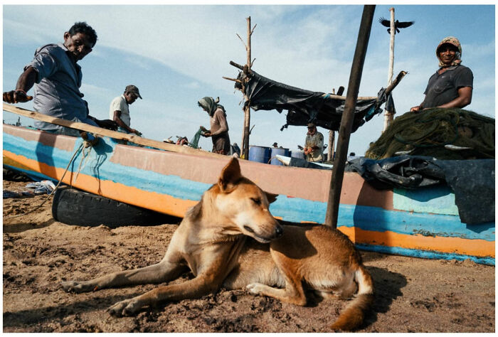 A street dog rests on sand near fishermen and a colorful boat, capturing raw and captivating moments from the streets of Asia.