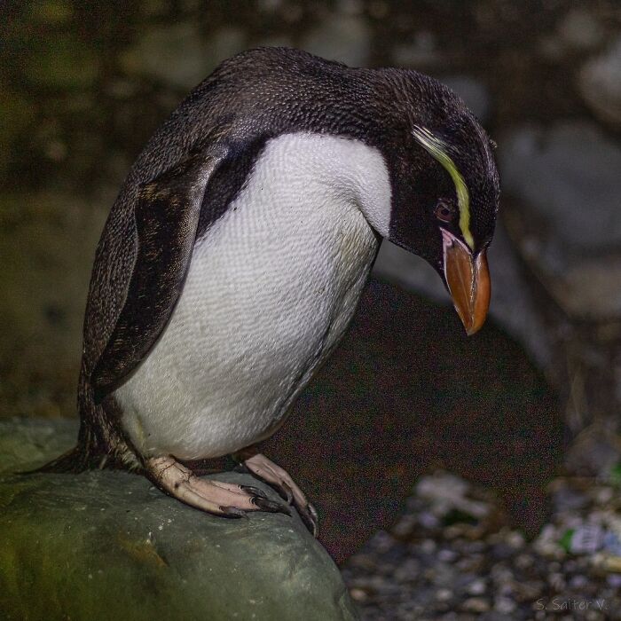 Close-up of a penguin perched on a rock in a natural setting, showcasing wildlife photography by Jürgen Schulmeister.