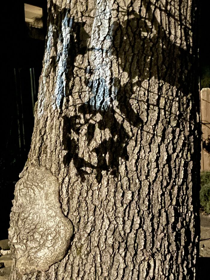 The Shadow Of The Leaves Looks Like Colonel Sanders