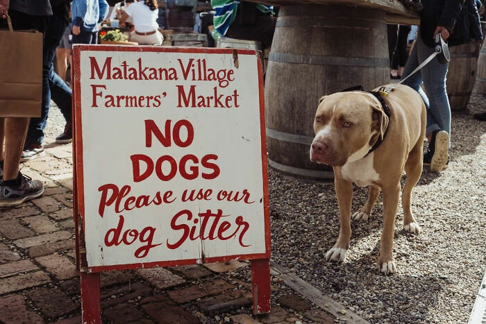 Candid street photo showing a dog on a leash beside a no dogs sign at a farmers market by Alex McClintock.