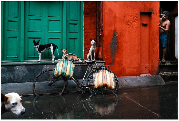 Street scene with dogs on a bicycle and a man in doorway, capturing raw and captivating moments from the streets of Asia.