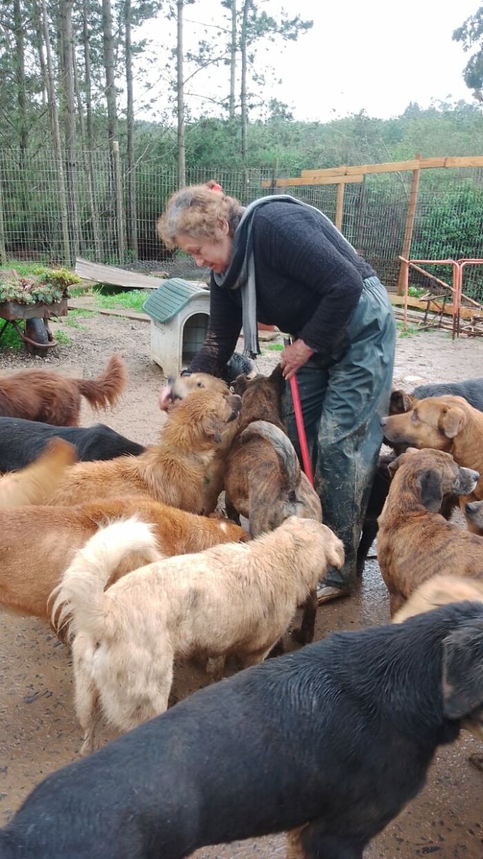 Woman caring for homeless dogs outdoors, creating a sanctuary for nearly 200 rescued dogs in a fenced area.