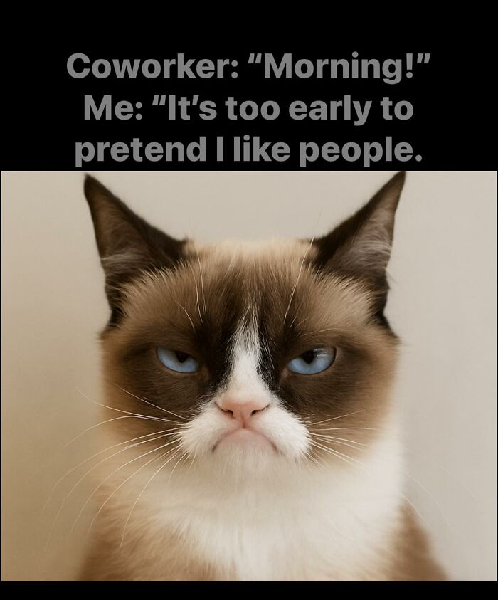 Grumpy cat with blue eyes frowning, paired with funny work meme text about pretending to like people in the morning.