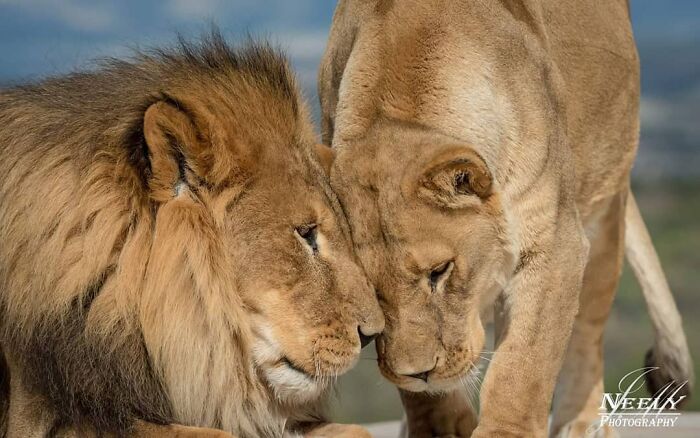 Two lions touching heads closely in a tender wildlife moment captured by a skilled photographer in nature.