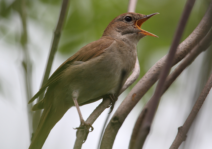 Small bird among branches with beak open, an animal that starts with N in natural green environment.
