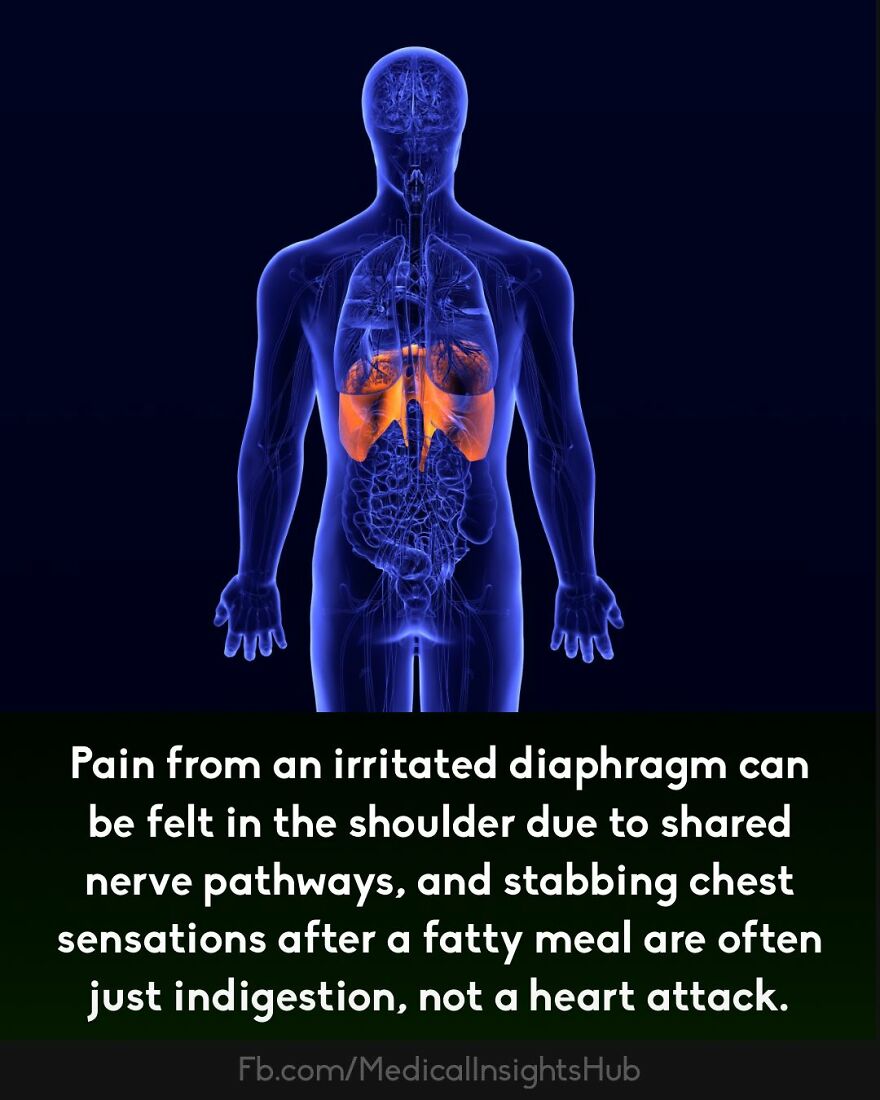 Human body with highlighted diaphragm in orange, illustrating curious medical facts about muscle and nerve pathways.