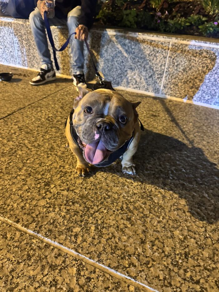 This Rescue Helped A Homeless Man Reunite With His Dog After Her Life-Saving Surgery