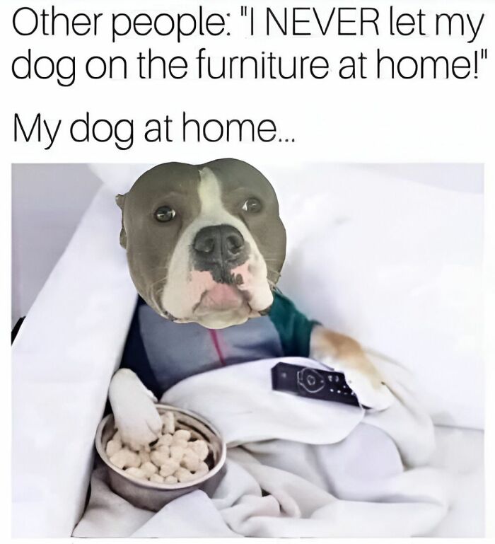 Dog lounging on couch with snacks and remote, a funny meme helping you decompress with hilarious moments at home.