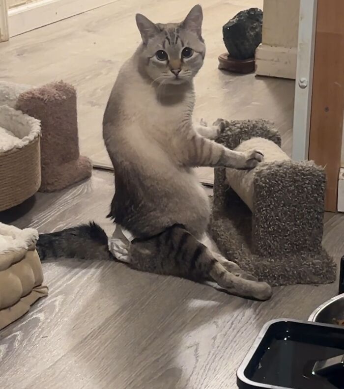 Paralyzed rescued cat sitting and zooming around in a custom wheelchair made just for him indoors.