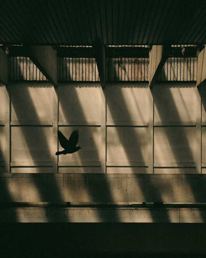 Urban photo of a bird flying against a sunlit wall with shadows, a real moment caught on the street by Helsinki photographer