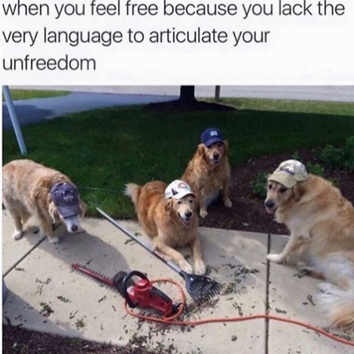 Four golden retrievers wearing hats sitting on a sidewalk with garden tools, a funny meme relatable to therapy being expensive.