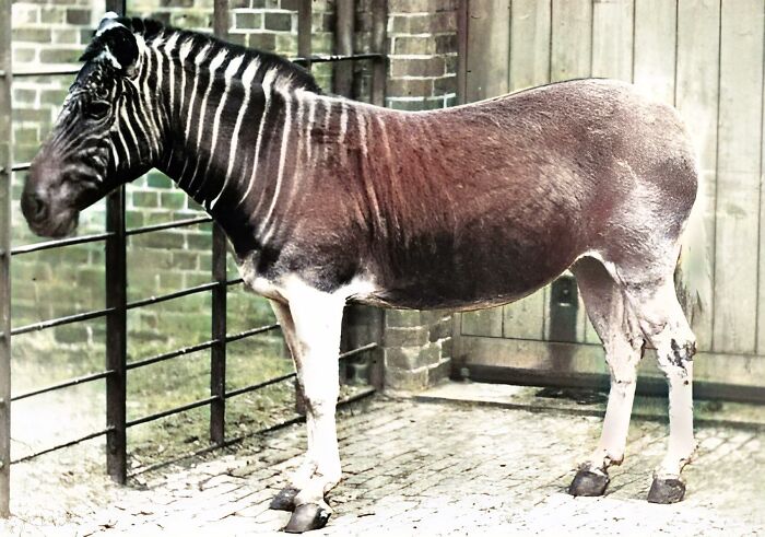 Extinct animal resembling a quagga, once found in South Africa, highlighting species that sadly went extinct.