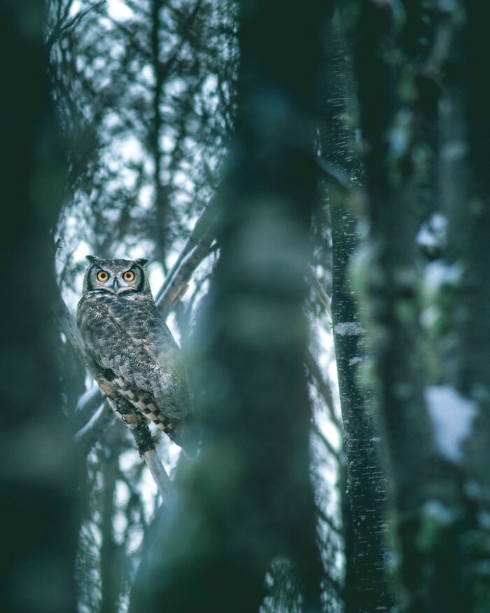 Owl perched on a tree branch in a dense forest, showcasing breathtaking wildlife in a natural winter setting.