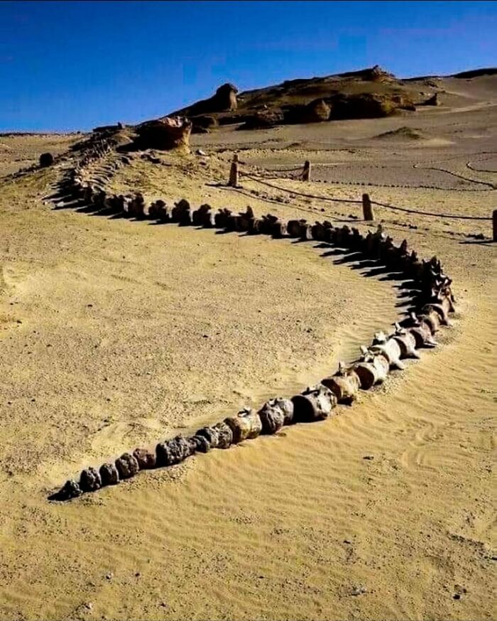 Large dinosaur vertebrae bones partially buried and arranged in a desert site, showcasing archaeology world discovery.