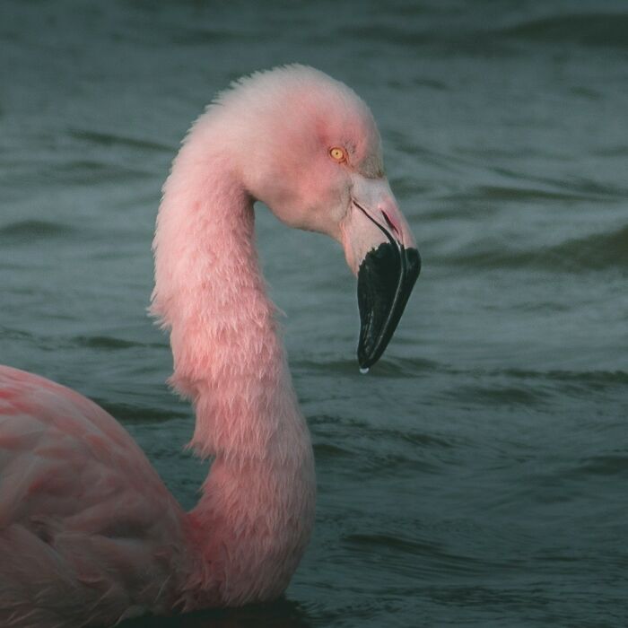 Close-up of a pink flamingo with detailed feathers in water, showcasing breathtaking wildlife photography.