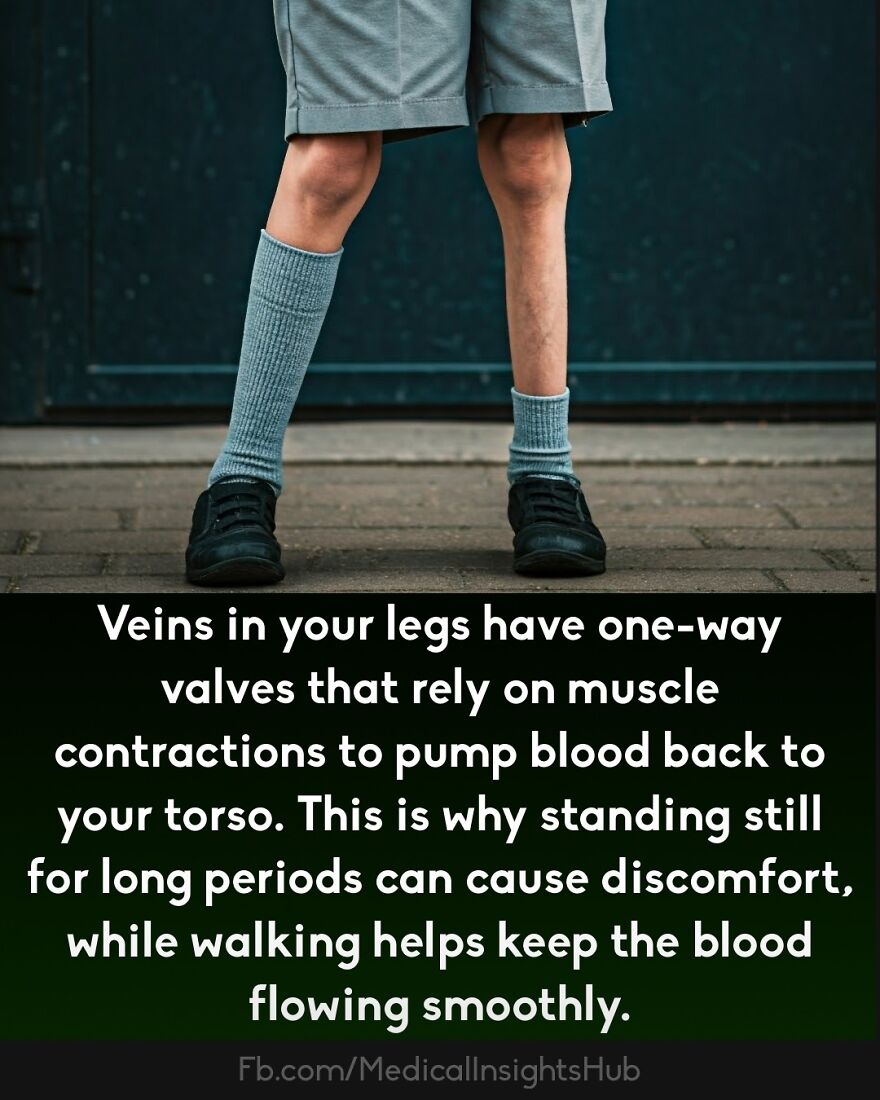 Legs of a person wearing shorts and socks, illustrating muscle contractions that help veins pump blood smoothly.