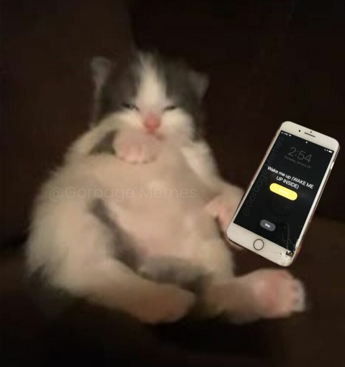Fluffy cat lying down with sleepy eyes holding a c*****d phone showing an alarm in relatable meme style.