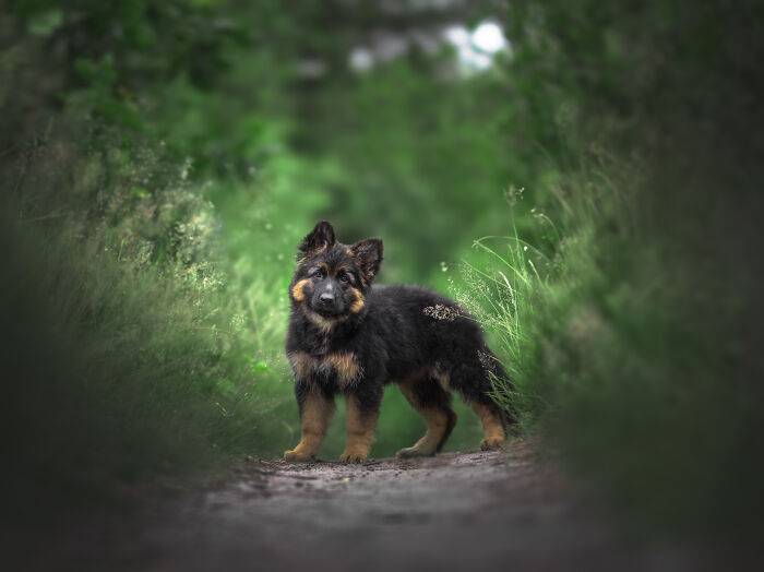 German Shepherd puppy standing on a forest path surrounded by greenery, featured in dog photos by Bored Panda community.