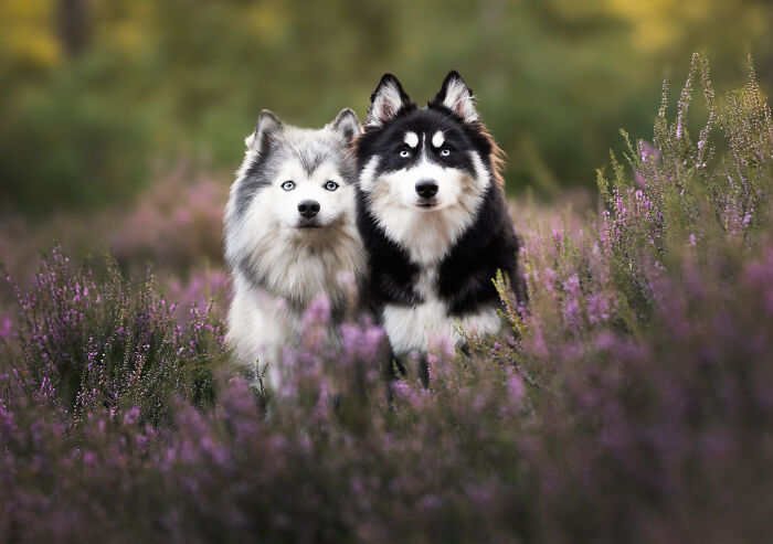 Two Siberian Huskies with striking blue eyes pose among purple wildflowers in a beautiful dog photo from the Bored Panda community.