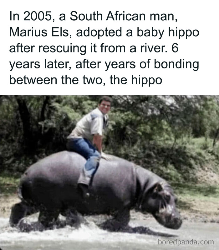 South African man riding a hippo in a river, illustrating men doing dumb things that explain why women live longer.