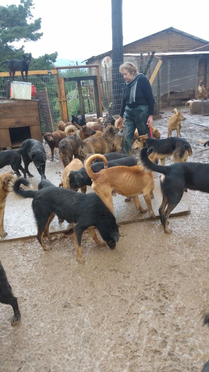 Woman caring for nearly 200 homeless dogs outside in a muddy yard with wooden shelters and fencing around the area