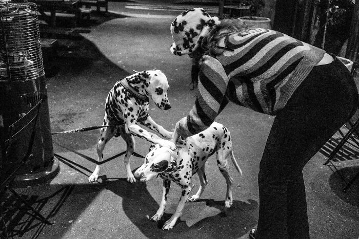 Black and white candid street photo of a person interacting with two Dalmatian dogs on a city sidewalk.