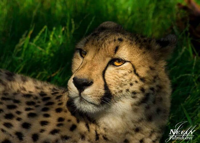 Close-up of a cheetah resting on grass, showcasing wildlife in unforgettable moments captured by a photographer.
