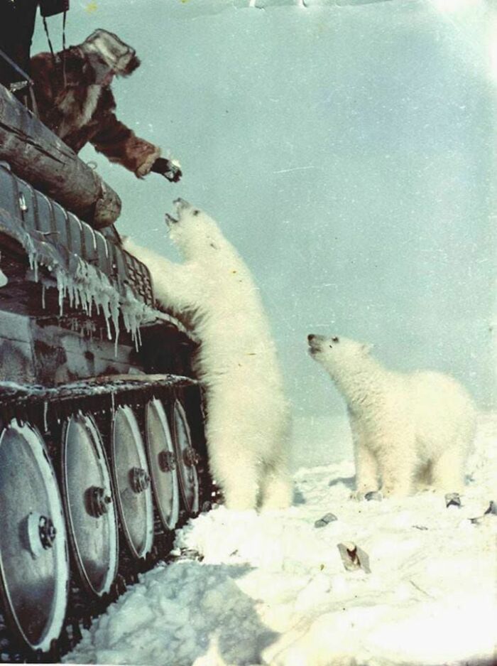 Two polar bears interacting with a soldier on an icy tank in a fascinating historical photo from the past.