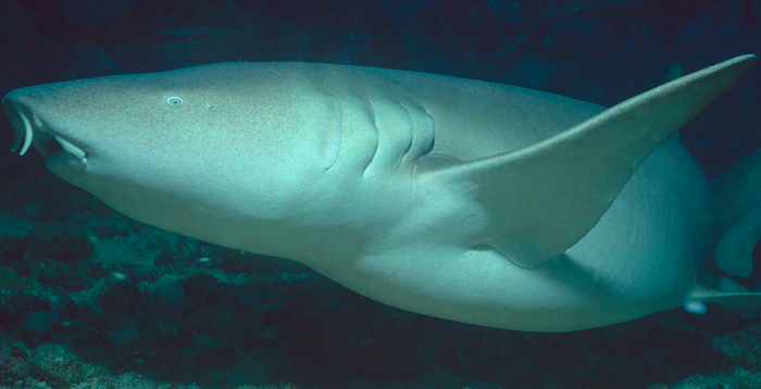 Nurse shark swimming near the ocean floor, showcasing unique features of animals that start with N.