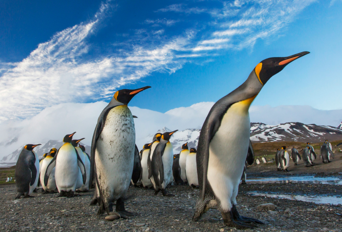 Emperor penguins standing on rocky terrain with snowy mountains in the background, animals that start with E habitat. Emperor penguins standing on rocky terrain with snowy mountains in the background, animals that start with E habitat.