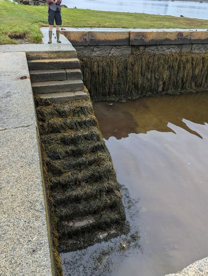 Stone death stairs covered in seaweed leading down into murky water beside a grassy bank and stone wall.