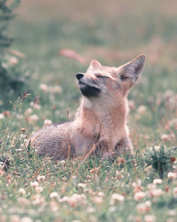 Fox resting peacefully in a meadow filled with wildflowers, captured in breathtaking wildlife photography by Jürgen Schulmeister