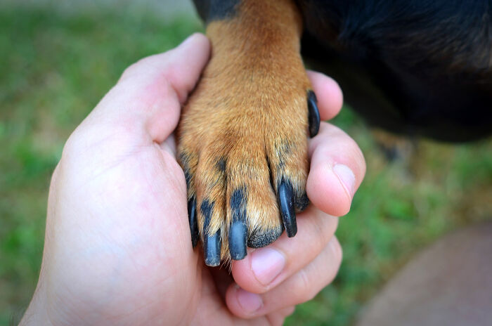 Hand holding a dog's paw showing nails, illustrating the concept of biting nails including toenails as a habit.