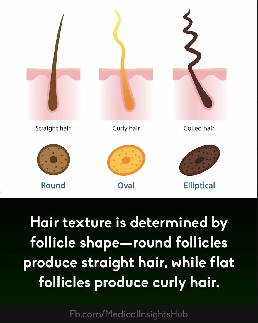 Illustration showing hair texture determined by follicle shape with round, oval, and elliptical follicles and hair types.