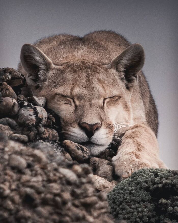 Sleeping cougar resting on rocky terrain captured in breathtaking wildlife photography by Jürgen Schulmeister.