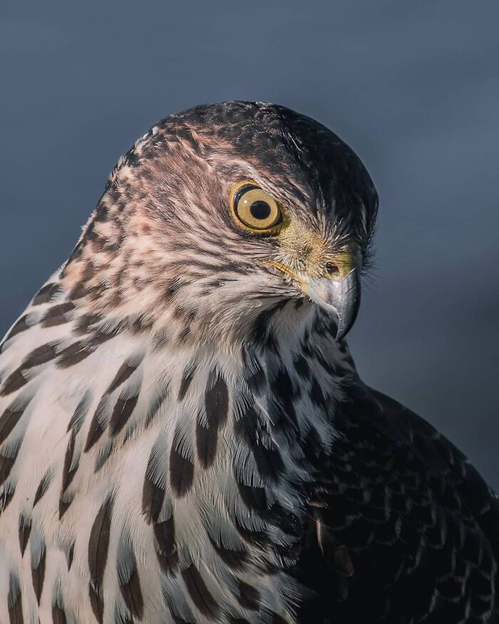 Close-up of a fierce hawk with sharp eyes and detailed feathers in breathtaking wildlife photography.