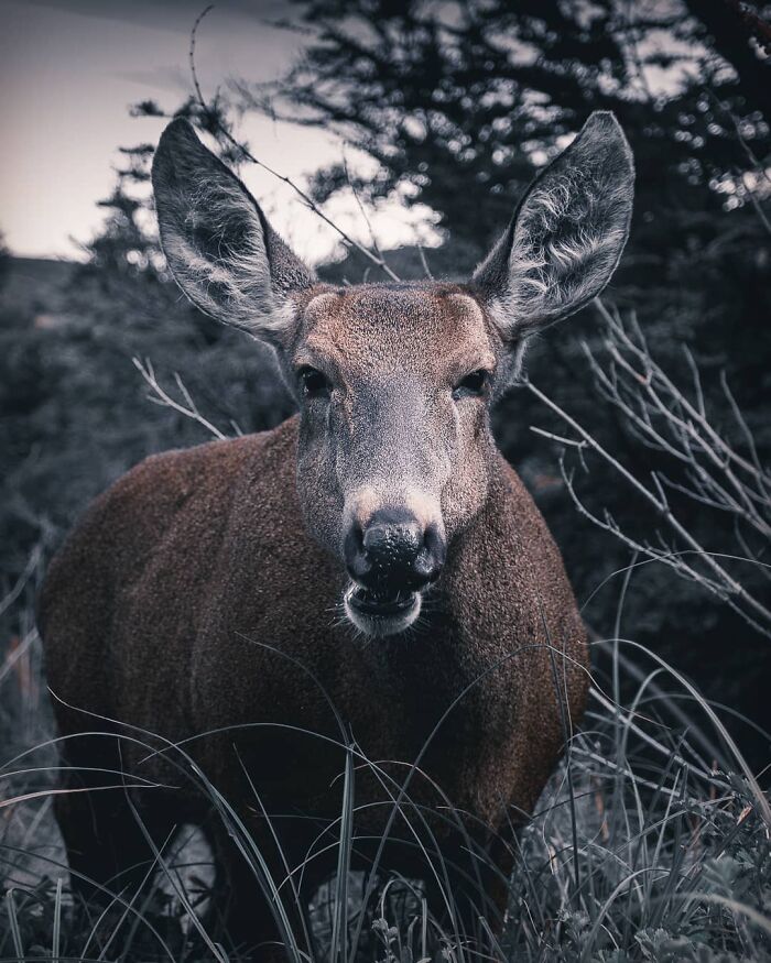 Close-up of a deer in natural habitat showcasing breathtaking wildlife by Jürgen Schulmeister at dusk.