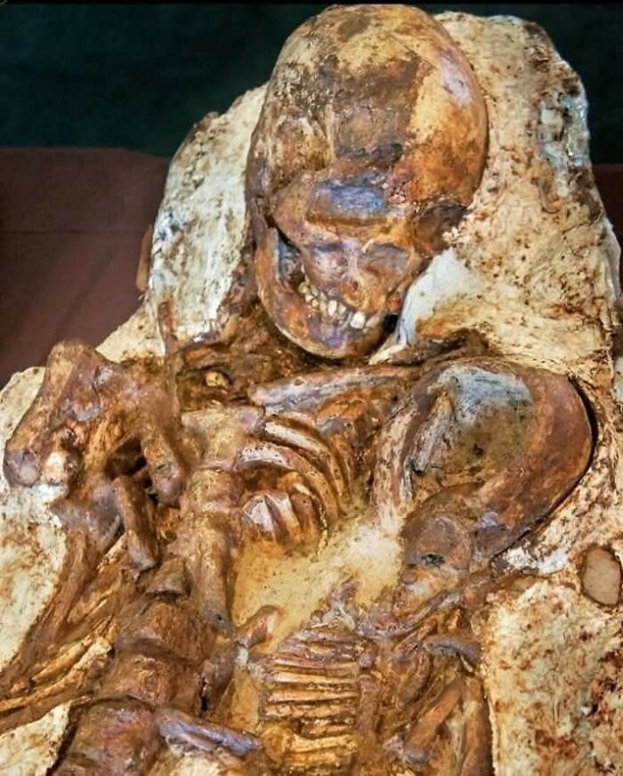 Ancient skeletal remains unearthed in archaeology world, showing historical burial practices and fossilized bones in close detail.
