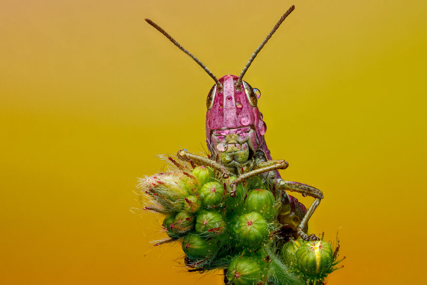 What If Bugs Had Personality? Rory J Lewis Thinks They Do&mdash;and Has The Photos To Prove It!